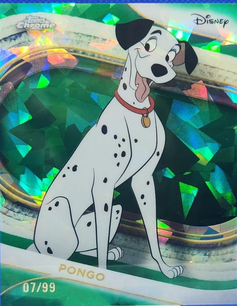 Pongo