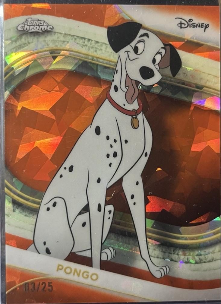 Pongo