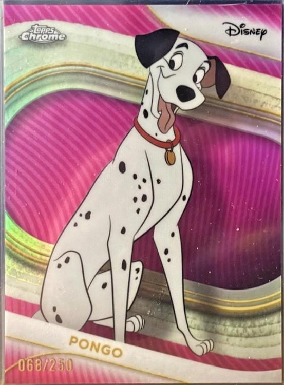 Pongo