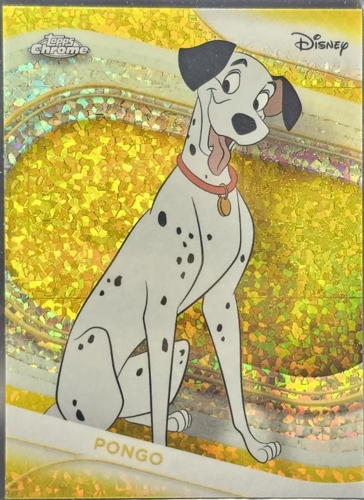 Pongo