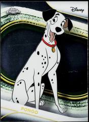 Pongo
